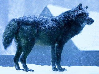 Canadian black wolf on the background of the house during a snowfall in the evening