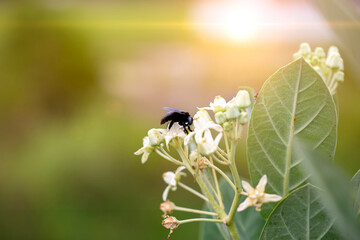 Big black beetle sits on white Calotropis gigantea flower (crown flower)