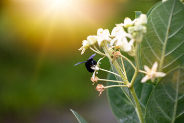 Big black beetle sits on white Calotropis gigantea flower (crown flower)