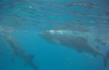 Naklejka premium whale under the water