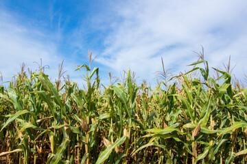 Fototapeta premium Corn field against sky