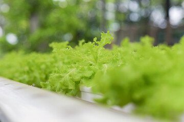 Hydroponics vegetables Green oak lettuce growing in plastic pipes at Smart farms with hydroponics systems, smart farming concepts