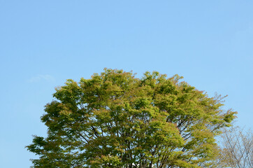 青空と木