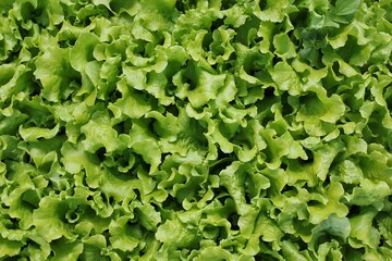 green lettuce background