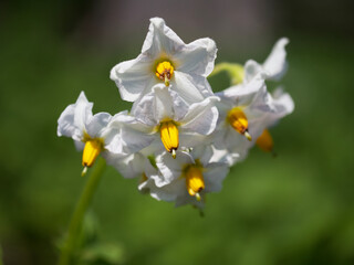 Potato flowers, close-up. Inflorescence of white potato flowers.