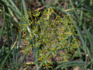 Dill (Anethum graveolens) is an annual herb in the celery family Apiaceae. It is the only species in the genus Anethum. Dill flowers, close-up.