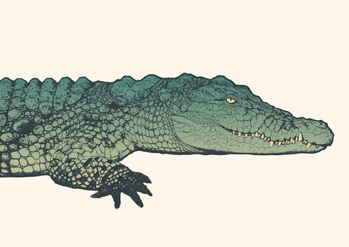 Hand drawn detailed crocodile in profile. Engraving style. Vector illustration.	
