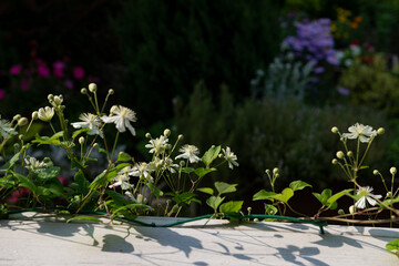 garden clematis
