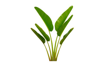 Ravenala madagascariensis with leaf resembling banana leaves isolated on white background is an ornamental plant in the garden from Madagascar and banana family, File contains clipping path.