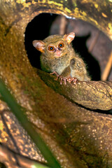 Fototapeta premium Tarsier, Spectral Tarsier, Tarsius tarsier, Tangkoko Nature Reserve, North Sulawesi, Indonesia, Asia