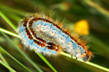 Butterfly Caterpillar, Sierra de Guadarrama National Park, Segovia, Castile and Leon, Spain, Europe