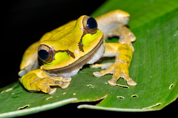 New Granada Cross-banded Tree Frog, Smilisca phaeota, Tropical Rainforest, Corcovado National Park, .Osa Conservation Area, Osa Peninsula, Costa Rica, Central America, America.