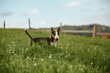 Dog on the grass walking mini bull terrier tricolor 
