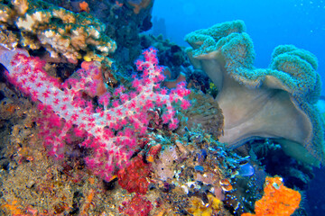 Multi-branched trees, Soft Coral, Coral Reef, Lembeh, North Sulawesi, Indonesia, Asia
