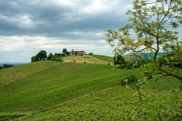 Vineyards in Oltrepo Pavese, italy, at springtime