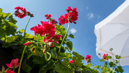 Sommer auf dem Balkon