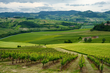 Vineyards in Oltrepo Pavese, italy, at springtime