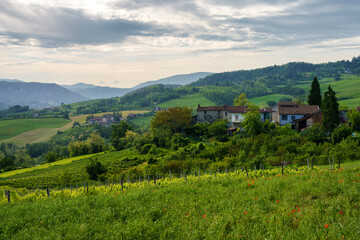 Fototapeta na wymiar Vineyards on the Tortona hills at springtime
