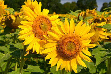 Naklejka premium Champ de tournesol - Charente maritime - France. Permet de produire de l'huile et du miel. On récolte également les graines pour les oiseaux en hiver.