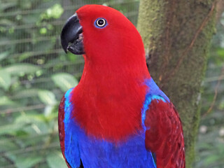 Eclectus parrot