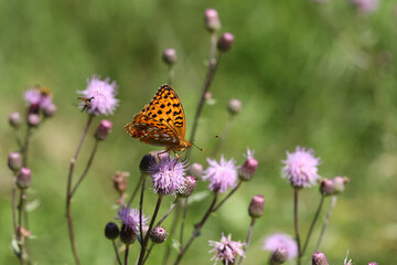 Beautiful close-up of a silver-washed fritillary butterfly sitting on a flower