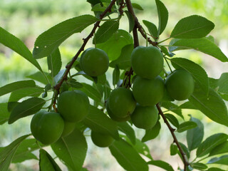 Unripe cherry plum fruits. Branch with berries.