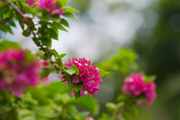 Pink Bougainvillea flower on blurred nature background