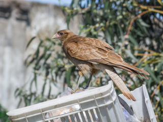 Chimango bird, common in South America, eating from thrash can