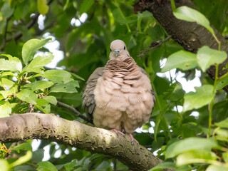 Soft dove on a branch