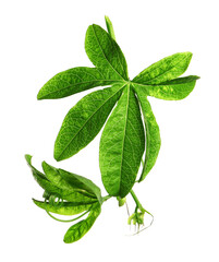Obraz premium Branch of passion fruit plant (Passiflora) isolated on white