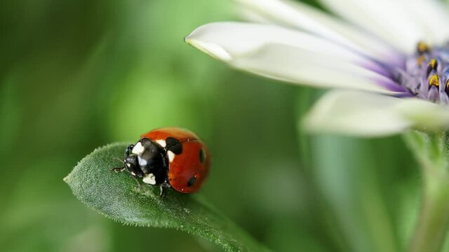 Seven-spotted ladybug (Coccinellidae) sitting on a leaf and doing its cleaning in a macro shot