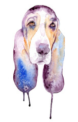 Fototapeta na wymiar watercolor drawing of a pet - dog. Basset hound.