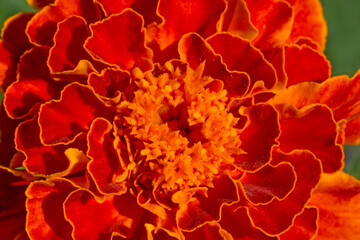 close up of marigold flower