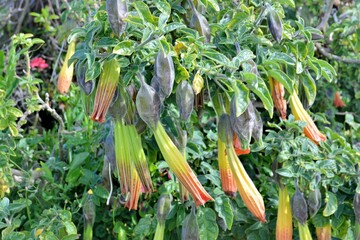 flowers in the garden