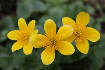 Obraz premium Yellow trinity