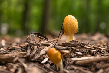 A small forest inedible mushroom sprouted in the forest, close-up