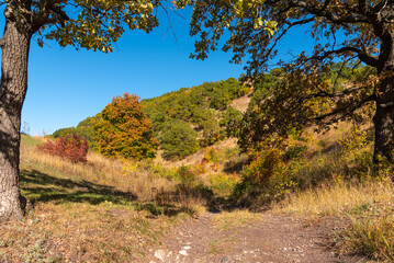 Autumn landscape - a view of the foothills overgrown with oak trees with yellow leaves framed by the branches of two trees on a sunny autumn day