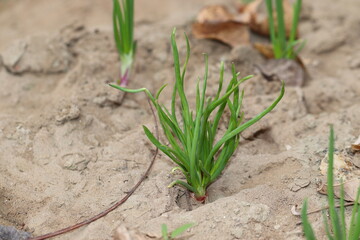 A little onion plant growing in the agriculture filed