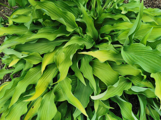 Narrow sharp green hosta leaves, side view, in the Botanical Garden of St. Petersburg