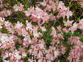 Flowers of pale pink rhododendron Vaseyi (Latin: rhododendron vaseyi (A. Gray) in the botanical garden of St. Petersburg.