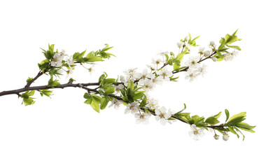 Cherry tree branch with beautiful blossoms isolated on white
