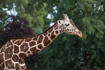 giraffe on the background of green trees
