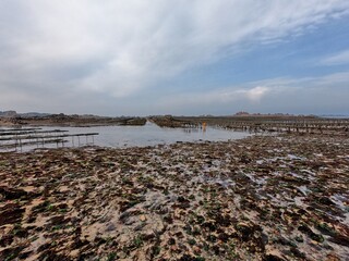 Fototapeta na wymiar Oyster beds at low tide in Brittany France