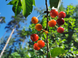 A cherry tree, beginning to sing, growing on a tree, against the background of a cloudless blue sky.