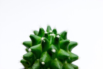 close  up  of  cactus, 
