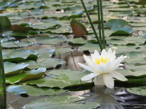 Water lily with leaves and flower in a lagoon