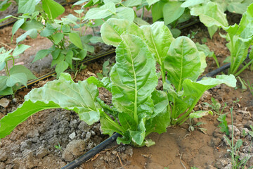 close-up green fresh chard plant,chard with natural big leaves,