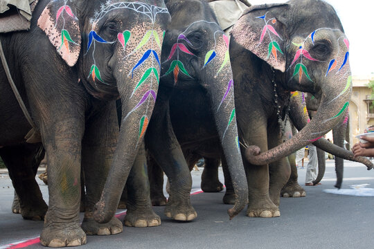 Colorful hand painted elephants, Holi festival, Jaipur, Rajasthan, India	