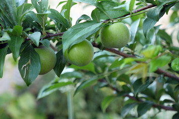 plum fruit on plum tree,close up,
