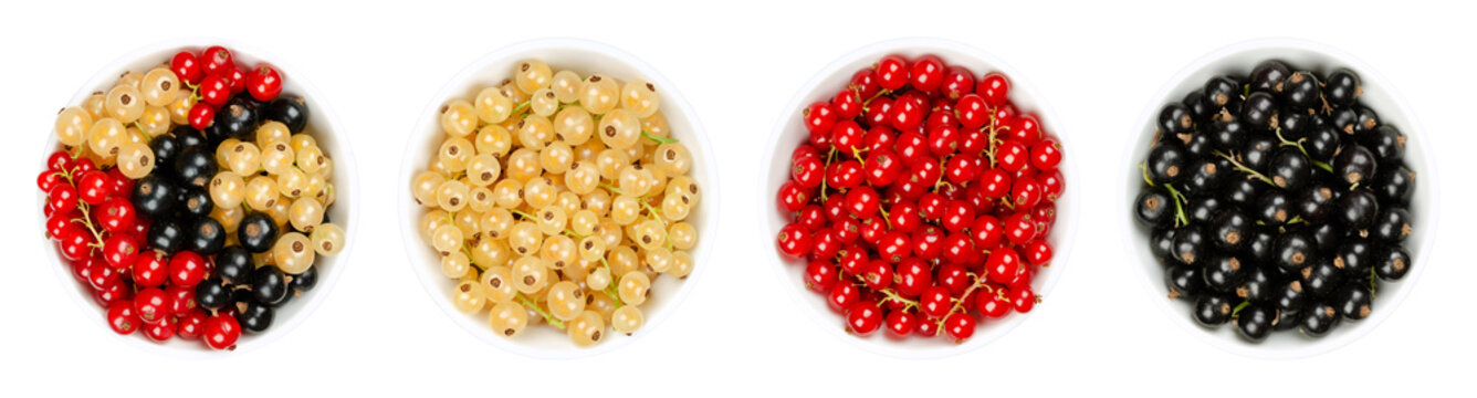 White, red and black currant berries in white bowls. White currant, redcurrant and blackcurrant berries. Fresh ripe and sweet spherical fruits of Ribes cultivars.Close-up from above, macro food photo.